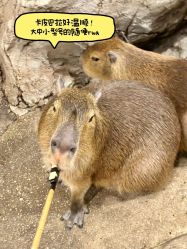 -Zoolung Zoolung动物主题公园(海信广场店)