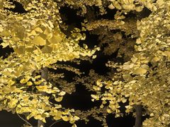 -小叶佳栗子(昌平店)