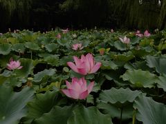 -莲花池公园