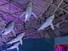 -烟台海昌鲸鲨海洋公园