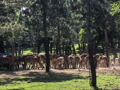 -秦皇岛野生动物园
