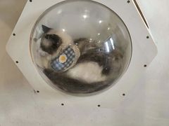 -楼上猫咖(罗湖店)