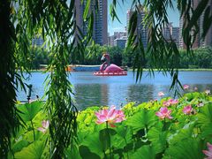 -莲花池公园