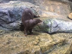 -暹罗海洋世界
