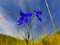 -凯鸽火锅(华林新天地店)
