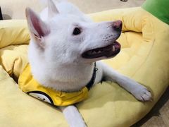 -逗柴咖啡屋·狗咖猫咖宠物桌游