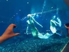 -海棠湾洲际-涛·海底餐厅·美人鱼·自助餐·海底隧道