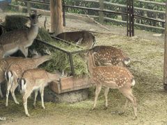 -青藏高原野生动物园