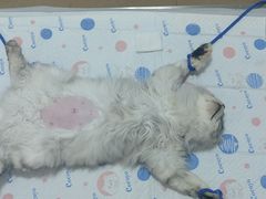 -灵美宠物诊所