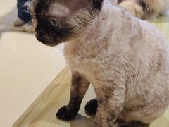 -藏猫猫咖啡主题馆(中央大道店)