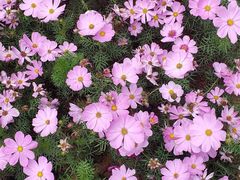 -铁山坪森林公园