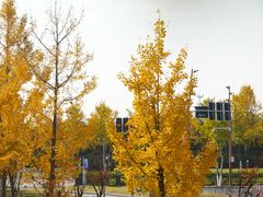 -南京国际青年文化中心