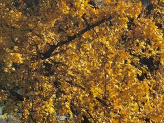 -四川大学(华西校区)