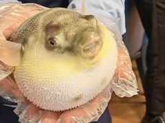 -肆月河豚·新淮扬(金融街店)