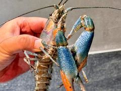 -三妹小龙虾·黄油蟹(华侨城总店)