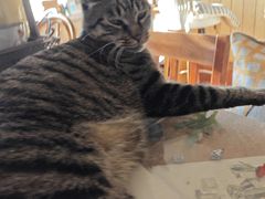 -海边的猫和咖啡馆