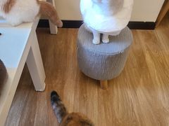 -滚猫咖啡·猫咖·猫友好撸猫(未来城店)