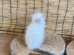 -楼上猫咖(罗湖店)