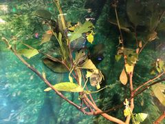 -上海大自然野生昆虫馆(东方明珠·爬宠昆虫探索中心)
