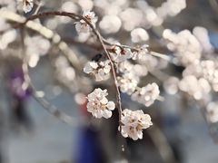-桃花堤公园