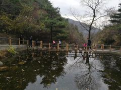 -王顺山国家森林公园