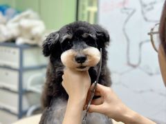 -鑫艺宠物美容培训学校