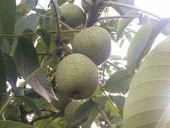 -万源龙顺度假庄园生态观光园