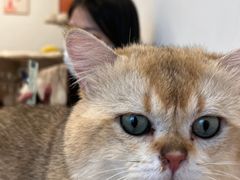 -有喵·猫咖·狗咖·30几只猫10只小狗(岗厦店)