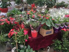 -秦美花卉(天朗·莱茵小城2期店)