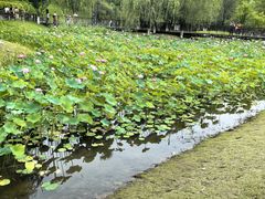 -沐仙湖湿地公园