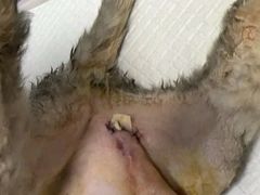 -纳吉亚猫专科动物医院博雅分院