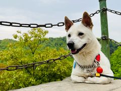 -瑞派名望24h动物医院异宠专科·猫专科·骨科·重症监护分院