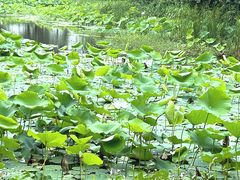 -艾溪湖湿地公园