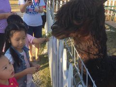 游乐设施-上海长兴岛郊野公园