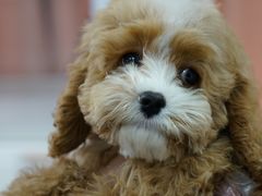 -翊宠yipet猫狗购宠庄园犬舍•猫舍