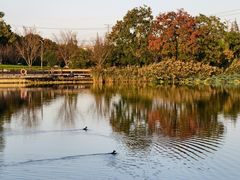 -昆山城市生态森林公园