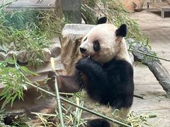 -常州淹城野生动物世界