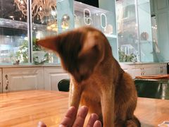 -猫小院猫主题餐厅(三里屯店)