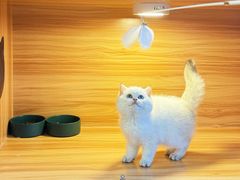 -猫十亿·布偶金渐层·曼基康矮脚猫舍(青年路店)
