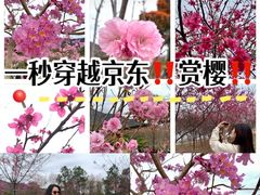-天适樱花悠乐园