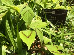 -华南国家植物园-售票处