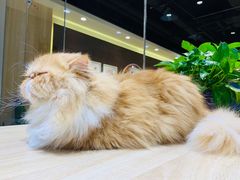 -藏猫猫咖啡主题馆(中央大道店)