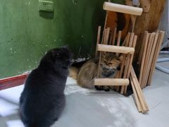 -猫亿天猫咖