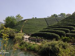 -龙坞茶村