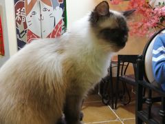 -李小姐の猫咖啡馆(五角场店)