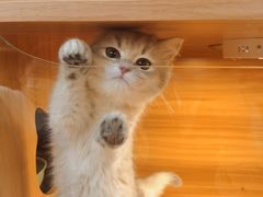 -猫十亿·布偶金渐层·曼基康矮脚猫舍(青年路店)