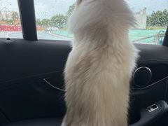 -乐琪宠物医院·犬猫专科·骨外科·急重症