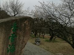 -香雪海