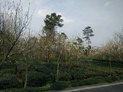 -樱桃山旅游景区