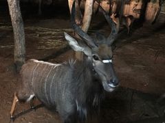 animal-清迈夜间动物园